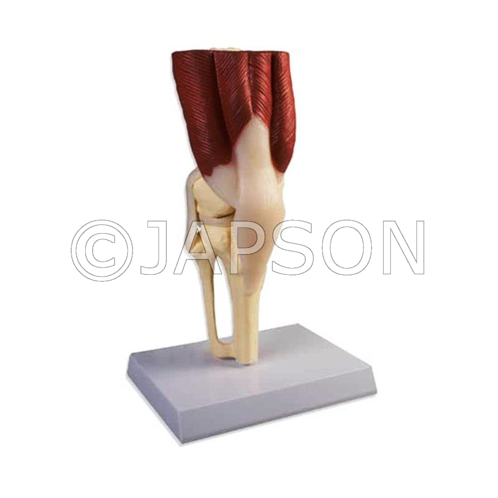 Muscular Knee Joint Model