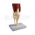 Muscular Knee Joint Model