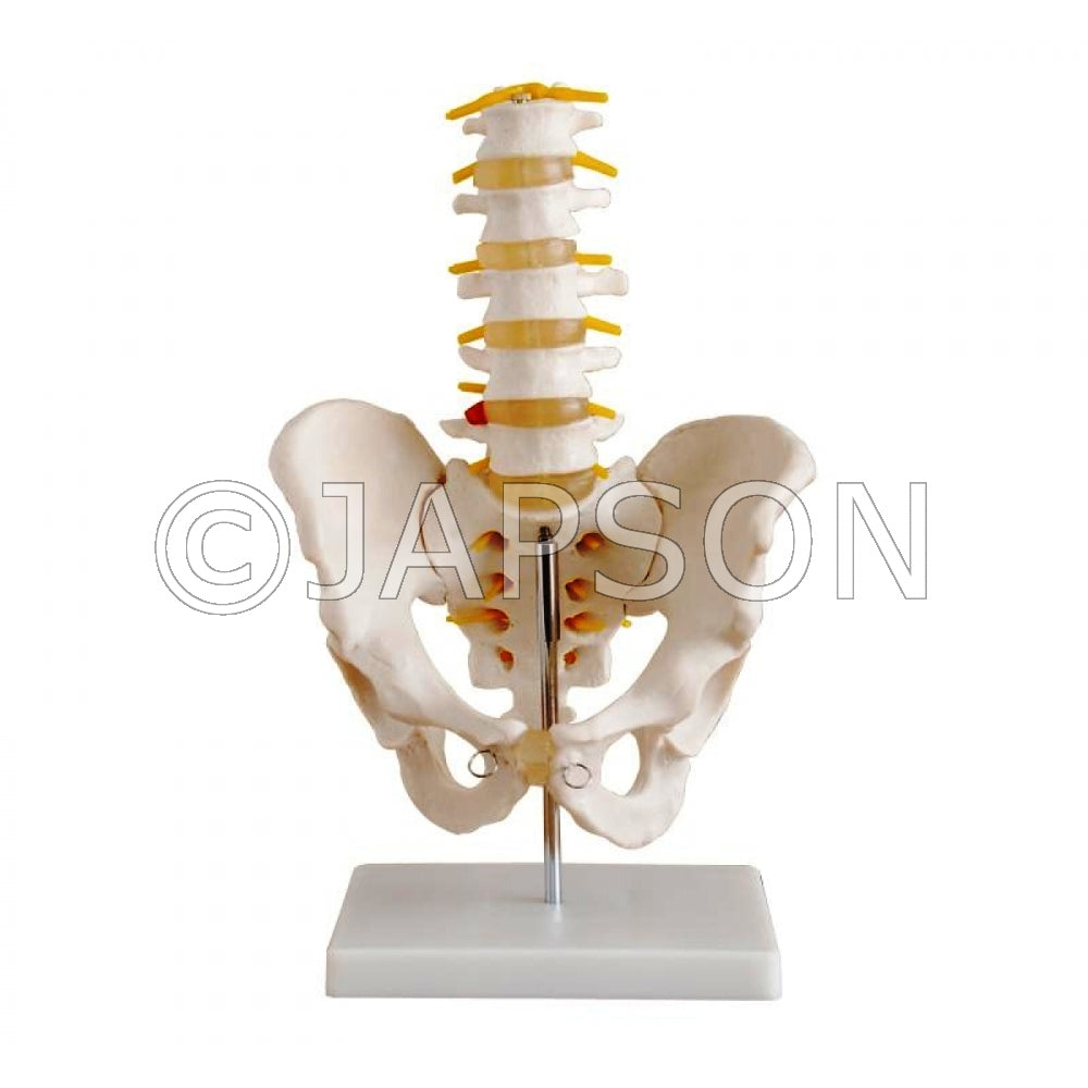 Pelvis with 5 Pcs. Lumbar Vertebrae Model