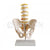 Pelvis with 5 Pcs. Lumbar Vertebrae Model