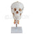 Skull With Cervical Spine Model