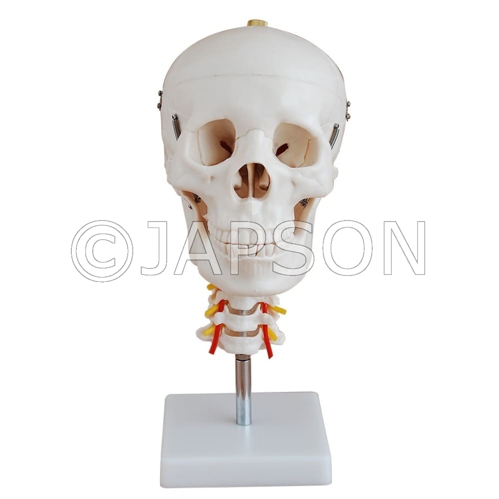 Skull With Cervical Spine Model