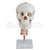 Skull With Cervical Spine Model