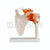 Shoulder Joint Model with Ligaments Model