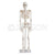 Skeleton 85cm Model