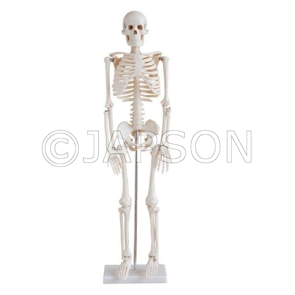 Skeleton Model 85cm