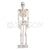 Skeleton Model 85cm