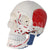 Skull With Painted Muscles Model