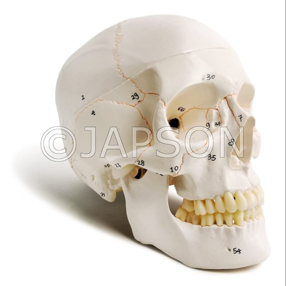 Skull With Painted Sutures & Numbers Model
