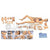 Advanced Nursing & Wound Care Manikin (Male)