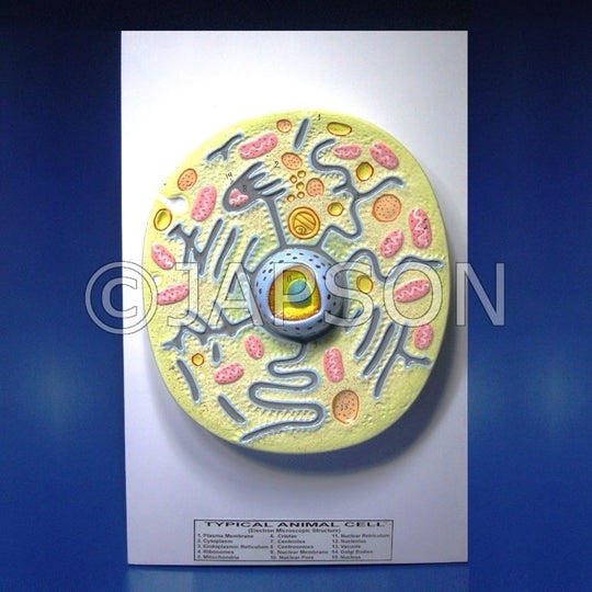 Animal Cell Model – japson.com