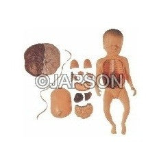 Fetus with Viscera and Placenta