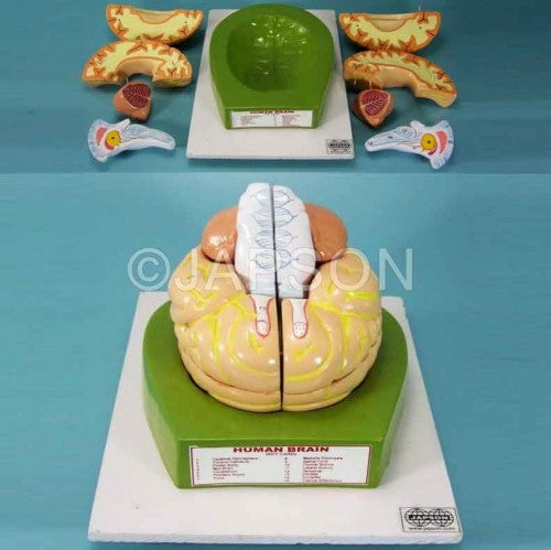 Human Brain Model, 8 Parts