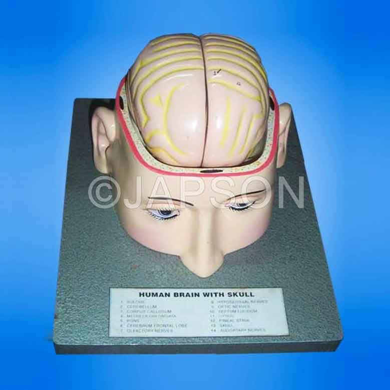 Human Brain Model in Head