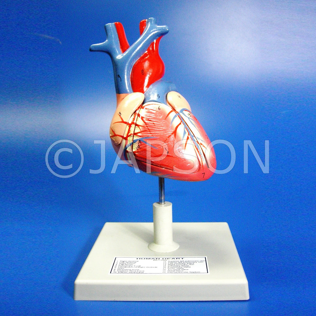 Human Heart, 4 Parts