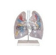 Human Lung Segment, Transparent