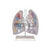 Human Lung Segment, Transparent