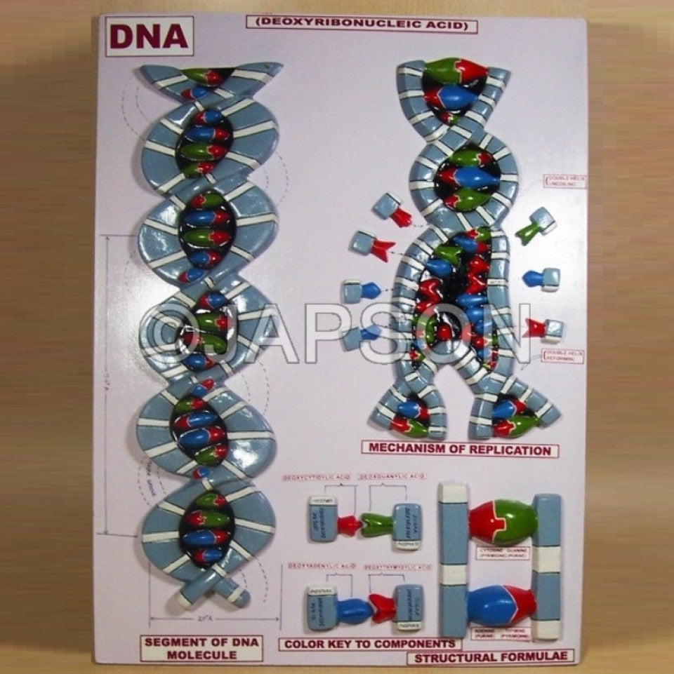 Human Model, DNA Structure – japson.com