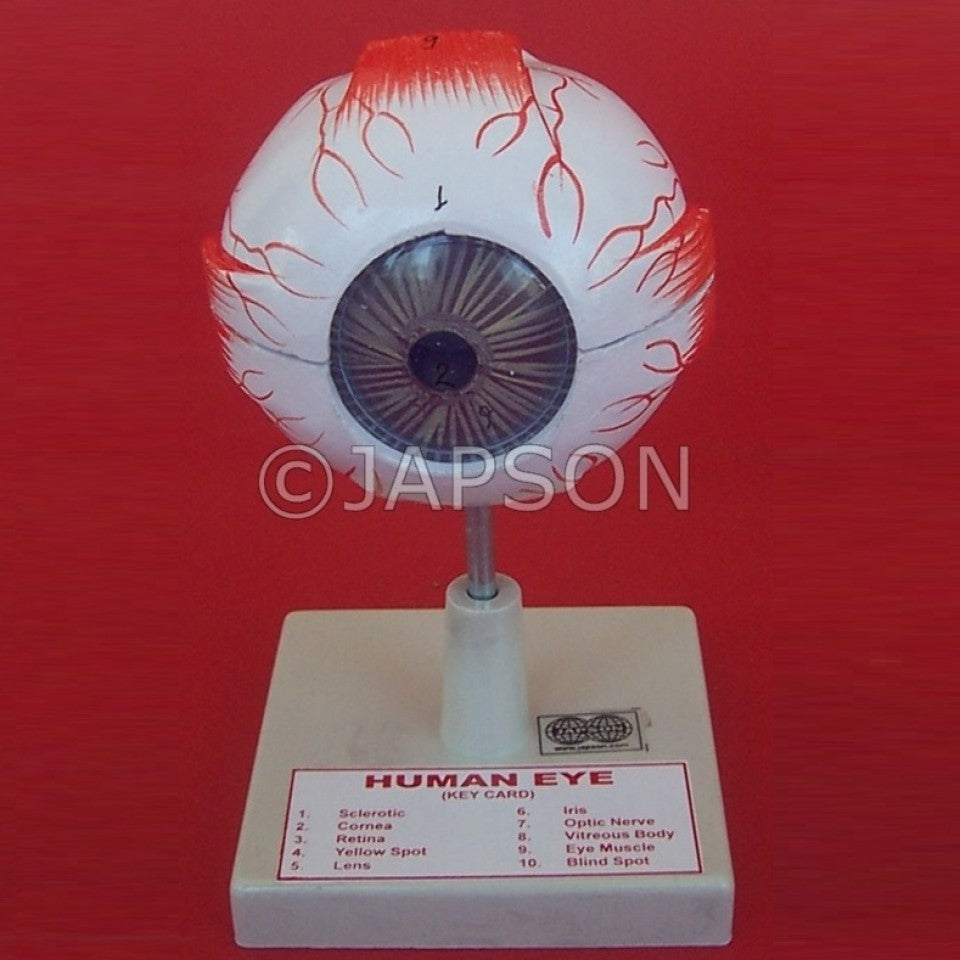Human Model, Eye – japson.com
