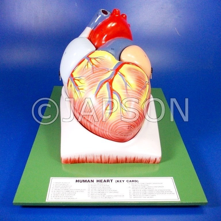 Human Model - Heart, 4 Parts, on Base