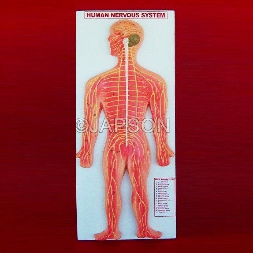 Human Model, Nervous System