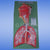 Human Model, Respiratory System