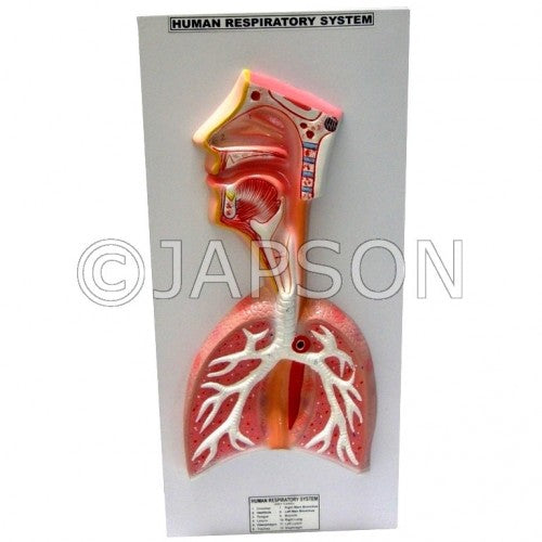 Human Inhalation Model Human Model - Respiratory System, Superior – japson.com