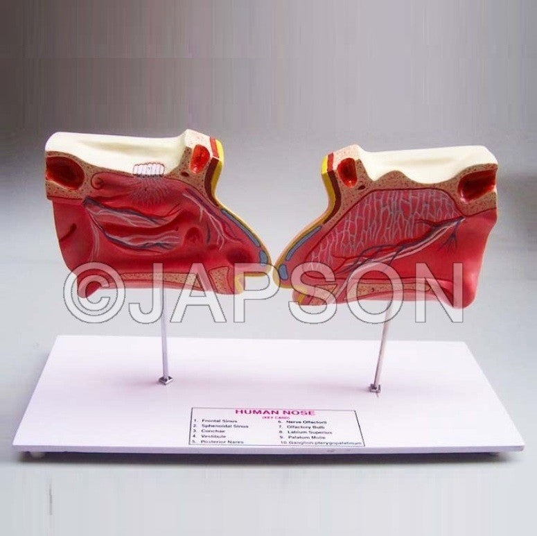 Human Nose and Olfactory Organ Model