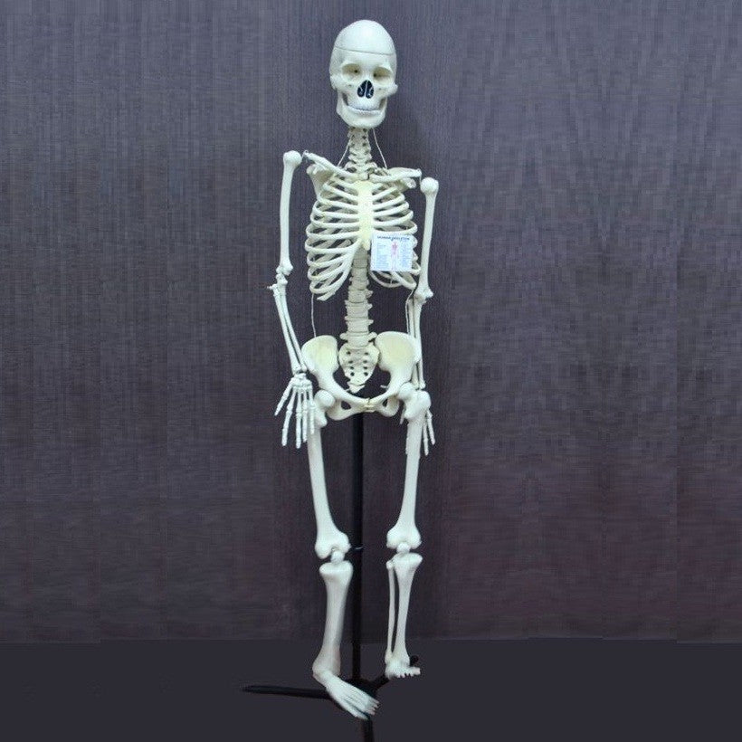 Human Skeleton Model, Superior