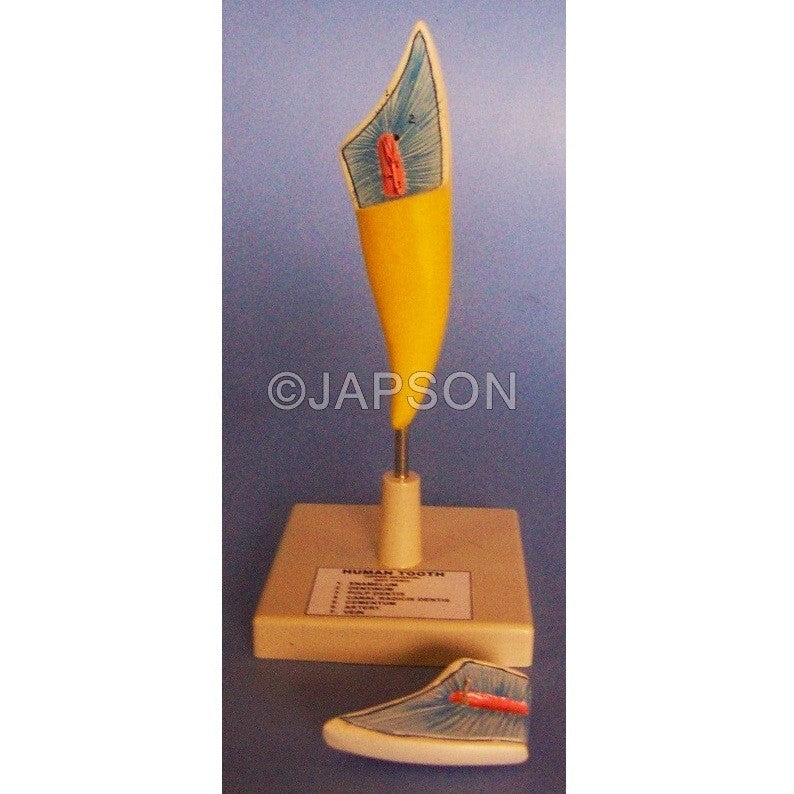 Human Teeth Model, Incisor