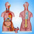 Human Torso with Interchangable Sex Organs, Muscles and Open Back, 23 Parts