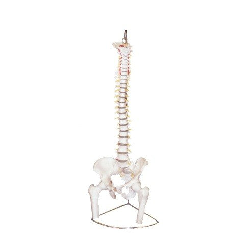 Human Vertebral Model With Pelvis & Femur Heads