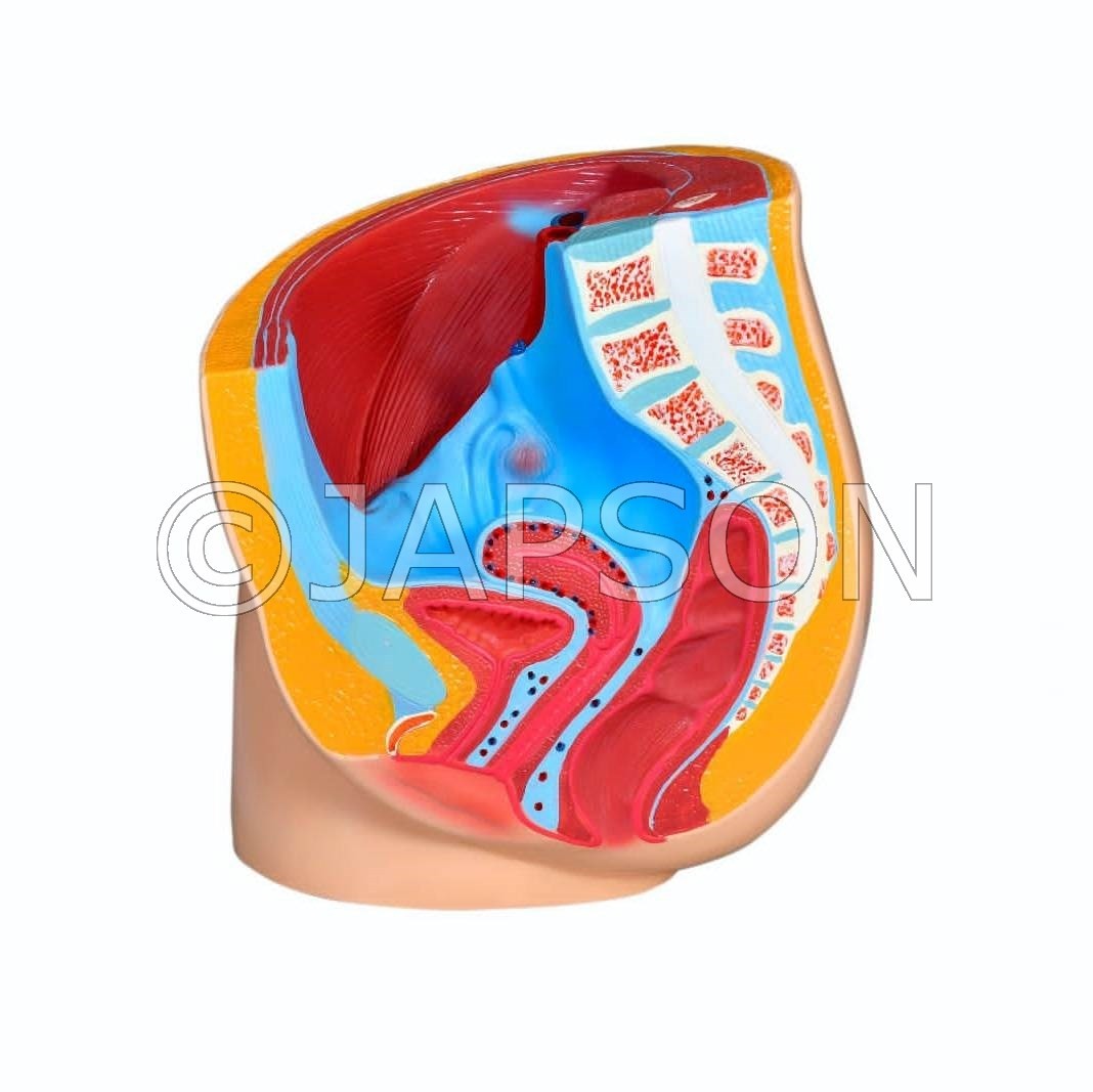 Female Reproductive Structure Lab Model Model, Reproductive System, Female (Pelvic Anatomy) – japson.com