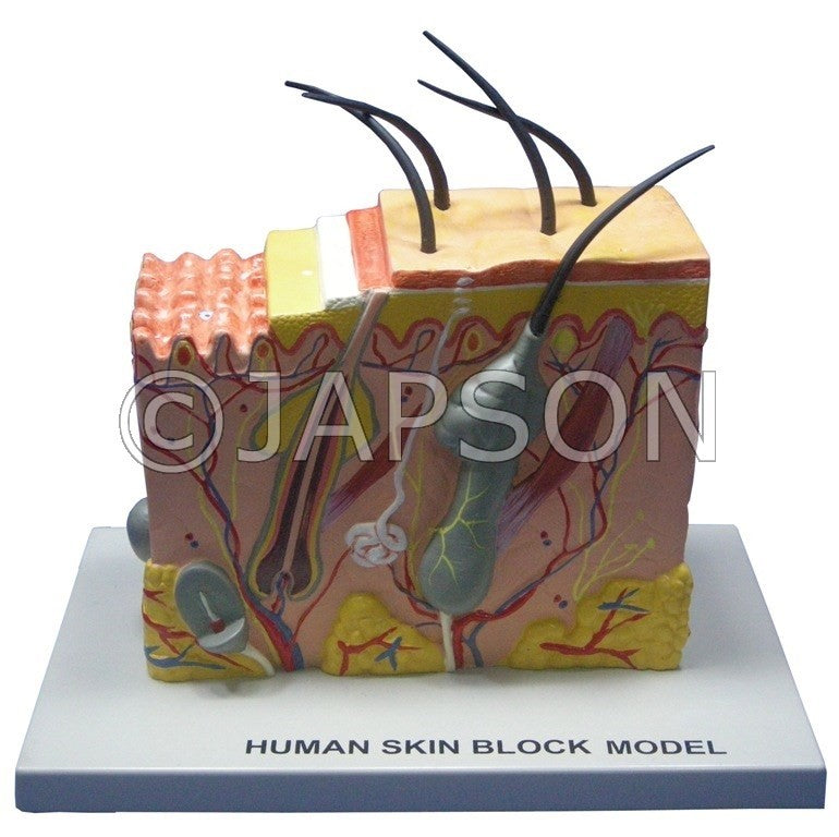 Model, Skin Block – japson.com