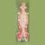 Spinal cord in the spinal canal