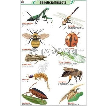 Insects Charts, Zoology, School Education – japson.com