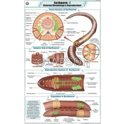 Worm Charts, Zoology, School Education – japson.com