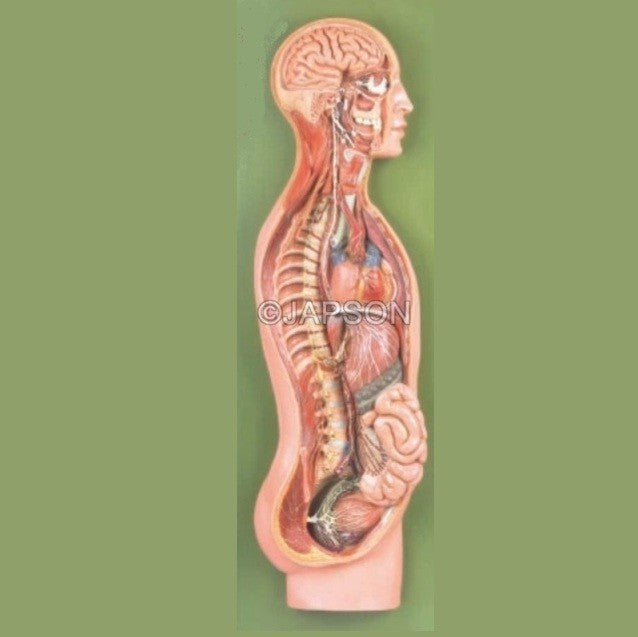 Sympathetic Nervous System