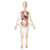 Visible Expectant Mother Anatomy Kit