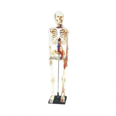 Human Skeleton Model, Painted, Medium