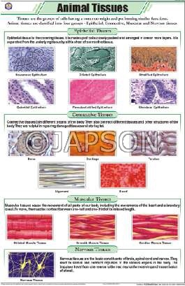 Animal Charts, Zoology, School Education