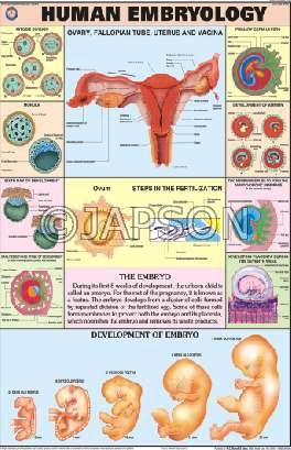 Human Reproductive System, Charts, School Education - Charts - General ...